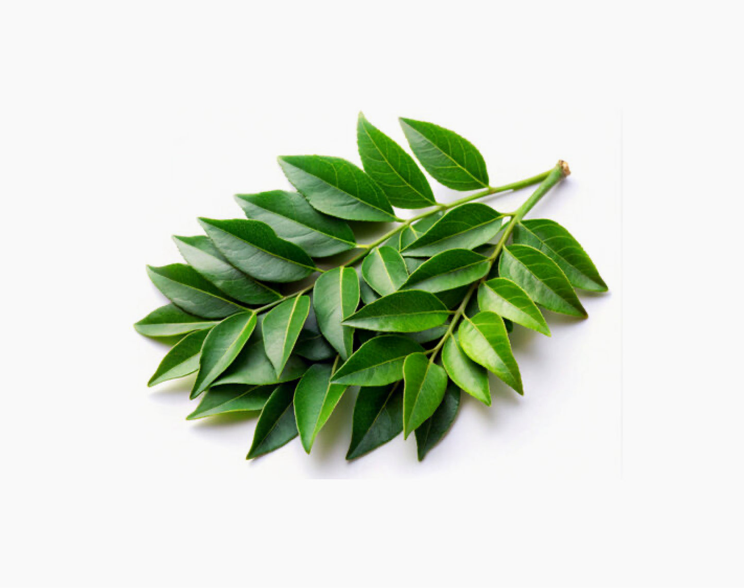 Organic Curry Leaves