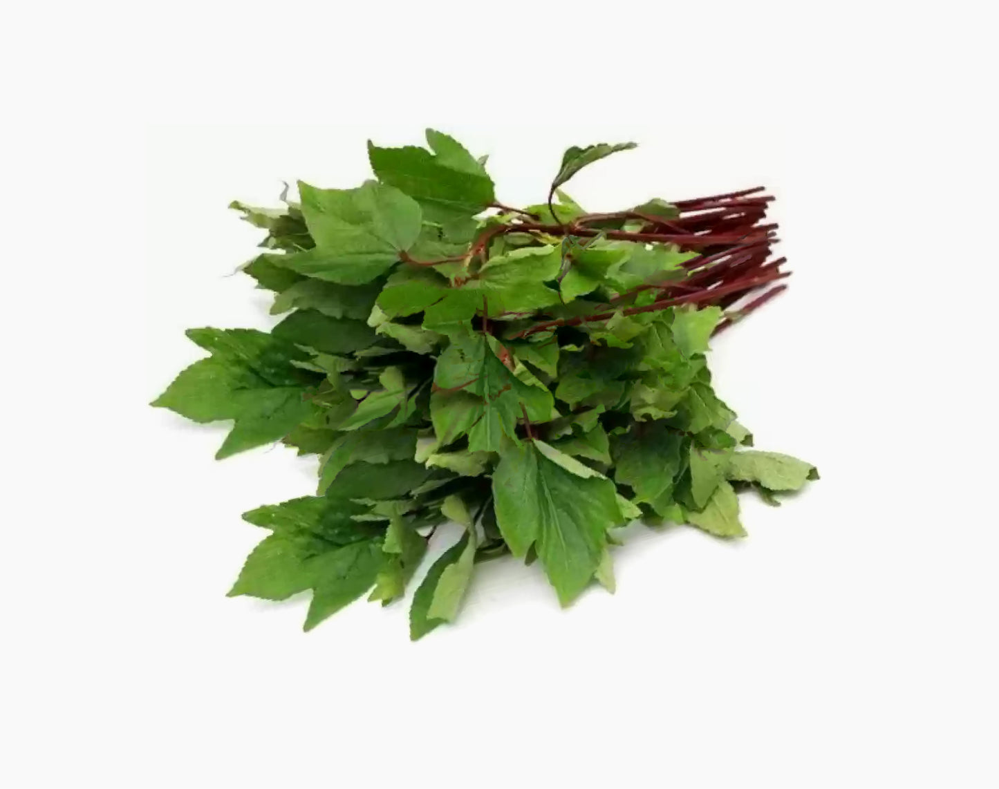 Organic Gongura