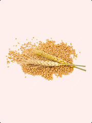 Pulses & Grains