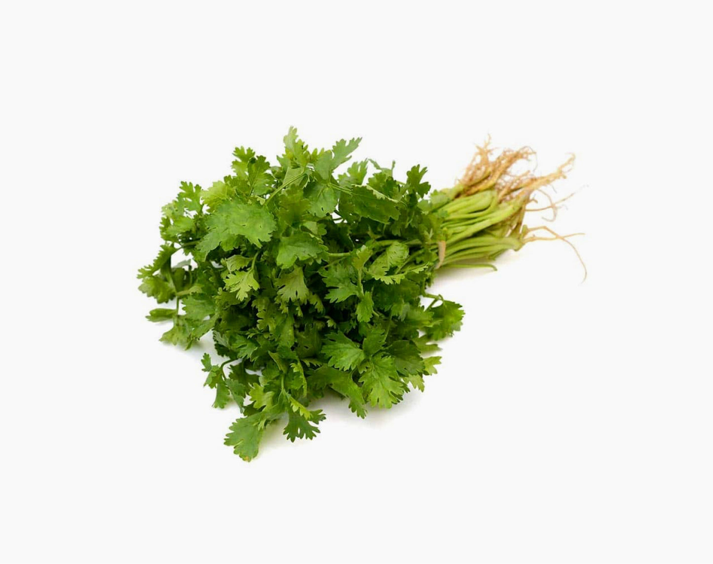 Organic Coriander