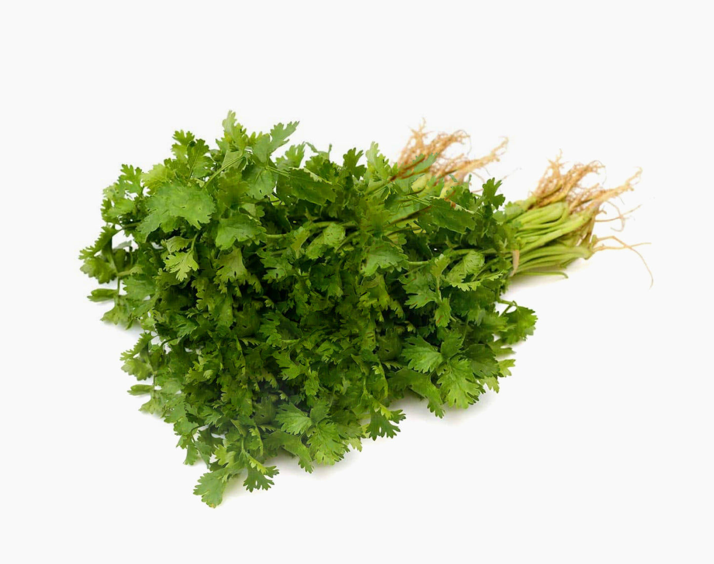 Organic Coriander