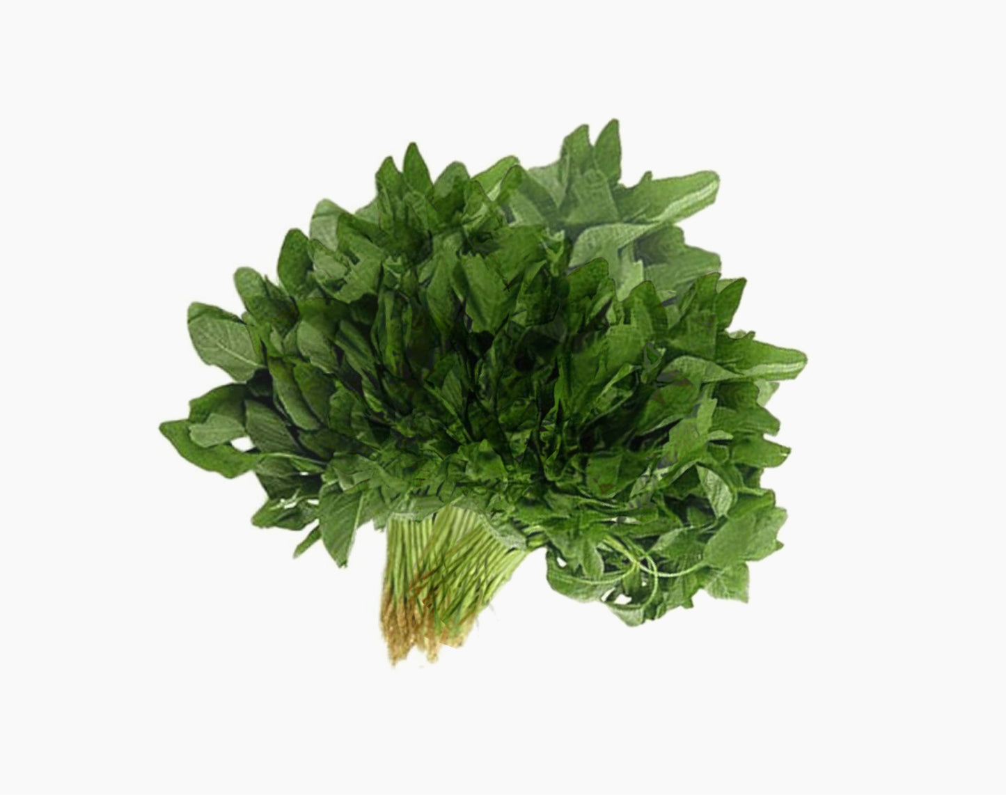 Organic Thotakura